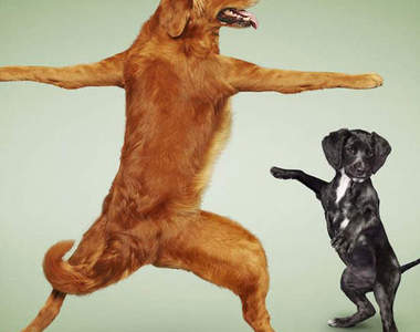 跟小貓小狗一起做瑜珈！Dan Borris的動物瑜珈月曆