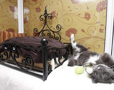 《6星級貓咪旅館》是世界第一家貓咪精品旅館喔~