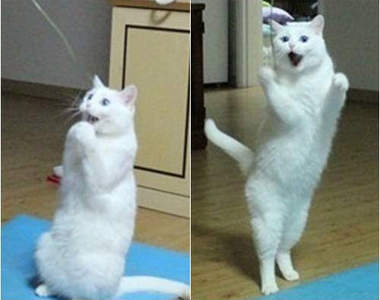 《表情貓》超有戲  媽咪我想要那個～