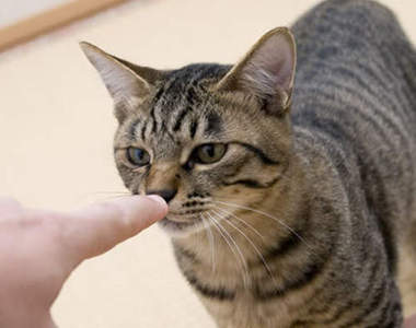 《貓咪聞指頭》是在聞個什麼勁阿…（滿腦疑問中）