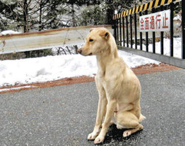 《忠犬八公現代版》主人甚麼時候來接我？  Ｔ︿Ｔ