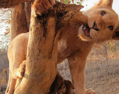 牽著獅子去散步~南非飯店絕無僅有的特別服務