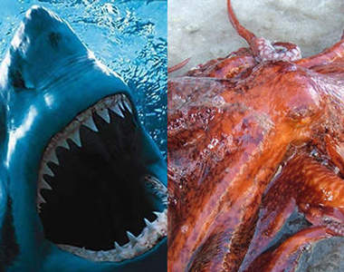 鯊魚VS章魚 海中的異種格鬥技到底誰才是深海的霸主？