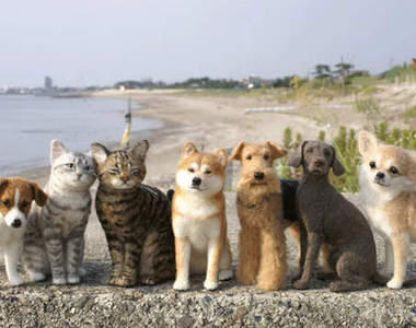 《羊毛氈藝術》我也想訂做心愛的寵物分身～♥