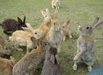 《兔子島》充滿兔子的樂園！(✪ω✪)
