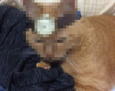 當你把錶戴在貓的頭上...會...會怎樣？？？