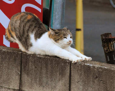 貓的～～你在伸懶腰嗎！？