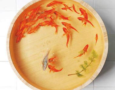 你相信這些金魚全部都是畫出來的嗎？