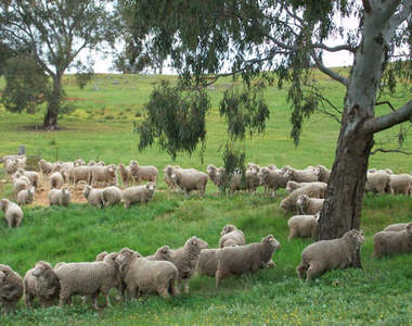 五星級《綿羊招待所》真的有這種專門給羊咩咩住的地方嗎？！