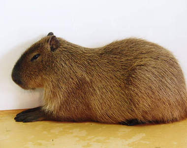 超萌療癒系動物:水豚♥