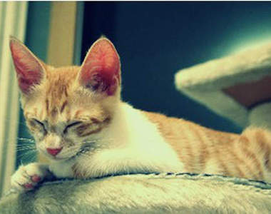 貓咪被偷拍睡相之後的反應是...?