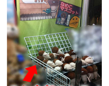 注意！山寨版《杏鮑菇週邊》出現！鼻要被騙惹～