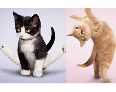 貓咪也要跟你一起做瑜珈瘦身