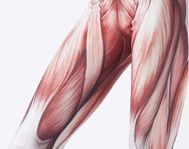 《肌肉綁腿褲》看我的大腿肌是如此的結實！！（用力）