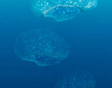 《塑膠太平洋》當塑膠用品變成海洋生物...