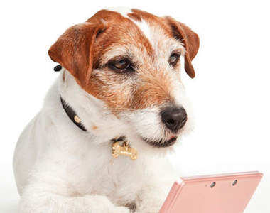 任天堂最萌的代言狗狗 「烏吉」～汪♥