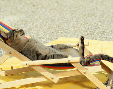 注意！注意！渡假貓出沒～(｡≧▲≦｡)ﾉ彡喵嗚～