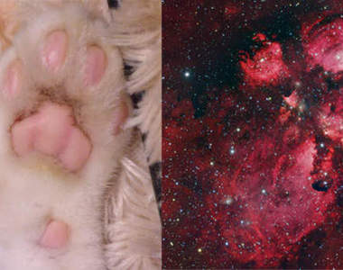 《肉球星雲》就連在宇宙間都能看到肉球呀！