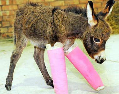 超萌《粉紅石膏驢寶寶》好痛又好可愛～◕‿◕