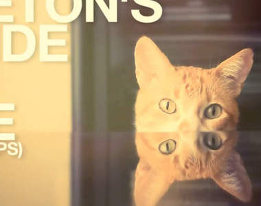 貓咪教我們的輕鬆生活 10 準則