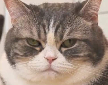 《我被貓貓討厭的理由》你也有這樣的問題嗎？！