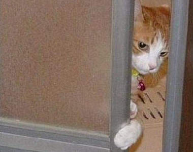 《勸飯貓》你就可憐可憐牠吧！