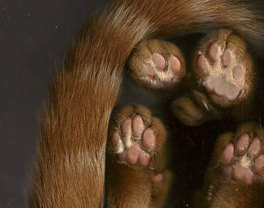 ♫♪貓迷新運動♫♪快來掃瞄你家的貓老大~