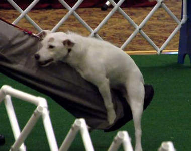 抱大腿比賽 狗狗們可以一展〝長〞才的好機會