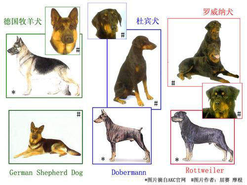 種類 警察 犬