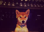 東京都內的《柴犬酒吧》柴犬店長來親自陪你喝一杯♥ 東京都內的《柴犬酒吧》柴犬店長來親自陪你喝一杯♥