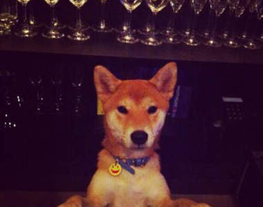 東京都內的《柴犬酒吧》柴犬店長來親自陪你喝一杯♥