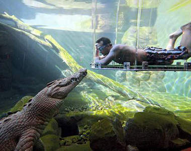 「 Crocosaurus Cove 」澳洲鱷魚樂園 你敢玩安全之吻嘛?