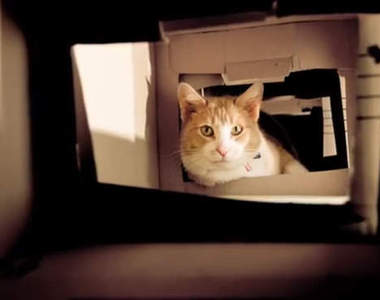 《貓奴手作遊樂場》ᵔᴥᵔ貓主人的健康，就是我們小小貓奴的最大快樂啦！ 　 