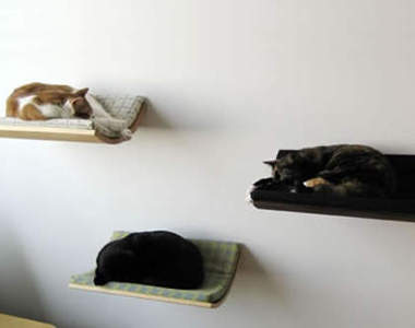 《壁掛貓》貓的～你怎麼睡到牆上去了！？◑.◑