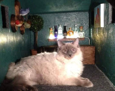 《CAT-AT貓堡》重裝打造～給貓住的星際大戰AT-AT