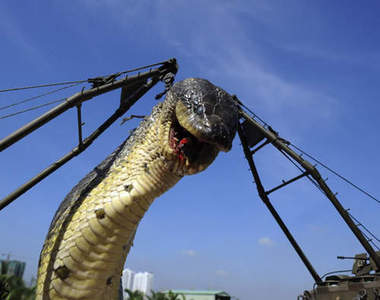 越南大蟒蛇！？這麼凶殘的生物揪~竟是啥玩意兒啊？