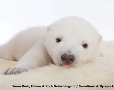 超癒療系可愛北極熊寶寶《SIKU》軟Q登場♥