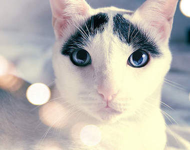 天生憂鬱貓 看著你都覺得眉頭要皺起來了(´・ω・`)