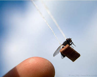 《蒼蠅的冒險》這樣以後還會有人怕蟲蟲嗎？