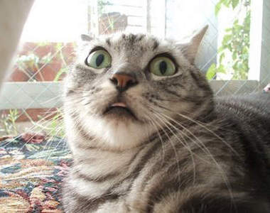 貓的！你竟然敢嚇我（炸毛）