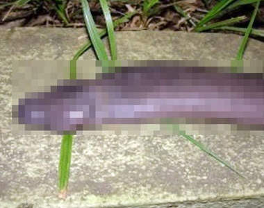 亞馬遜蚓螈 讓人啞口無言的一種生物!不會有人拿來吃吧...