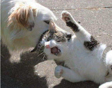 為什麼可愛的貓狗總是看對方不順眼？