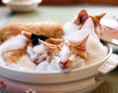 《貓鍋》上菜囉！天氣好冷～就來溫暖又療癒的鍋吧～（“ω``）