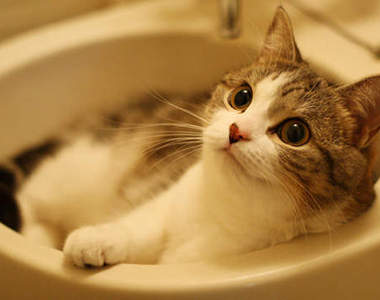 貴貓出浴～《泡澡貓》來囉♥