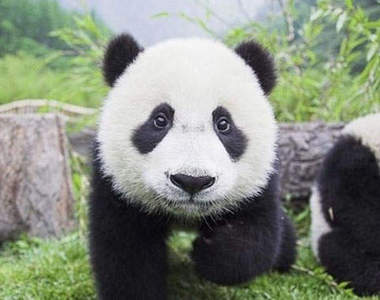 使用熊貓便便做的卡片和茶？！