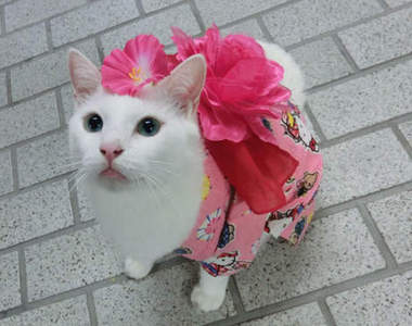 《浴衣萌貓》先別說這個了～你有看過浴衣穿在貓身上也這麼可愛嗎！？