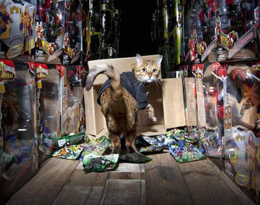 《玩具保安貓》米莉～史上第一隻玩具倉庫玩具守衛貓！喵～～