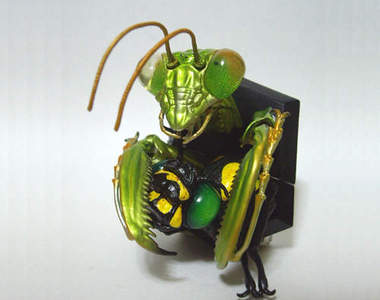 正面Shock！「昆蟲顏面圖鑑」這太衝擊我買不下去...