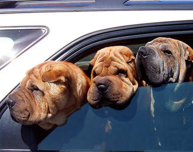 請勿將頭手伸出窗外 就算狗狗也是一樣