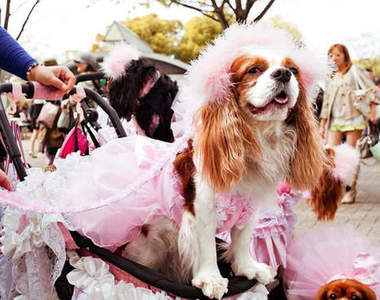 日本的時尚狗狗們的裝扮